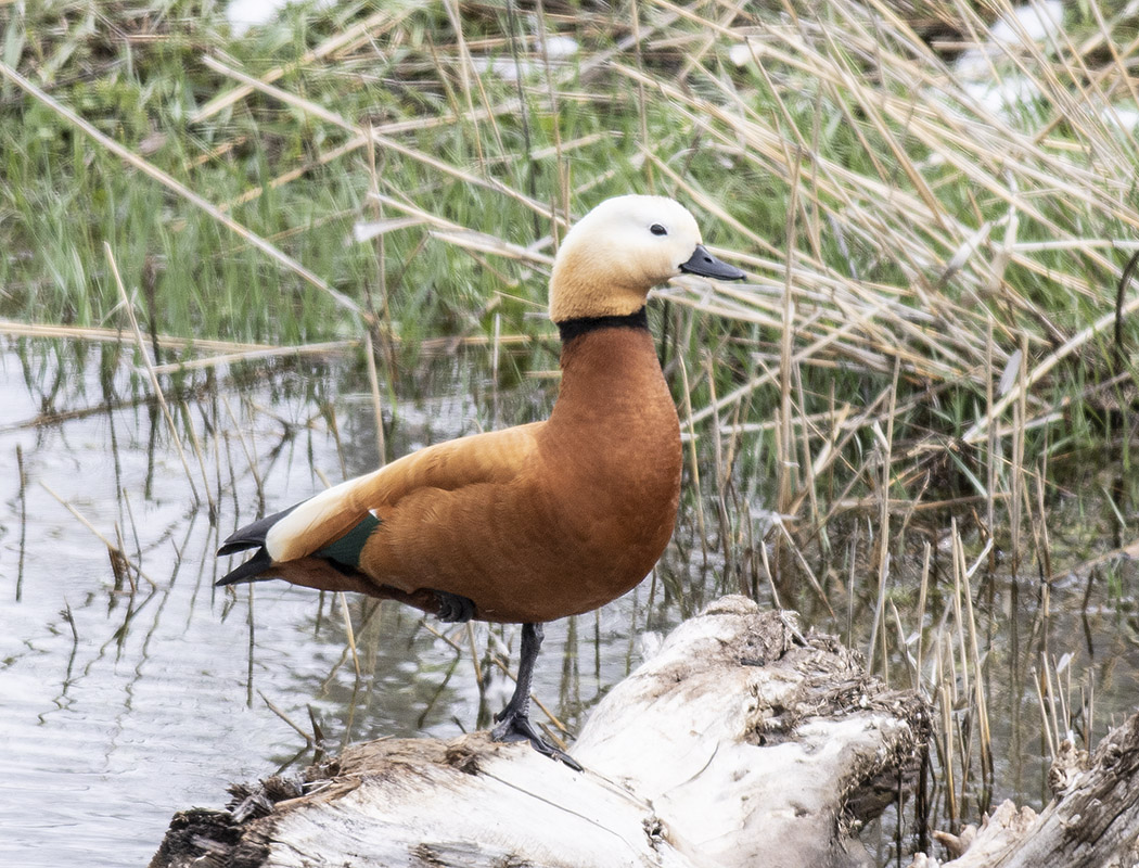 Ruddy Shelduck