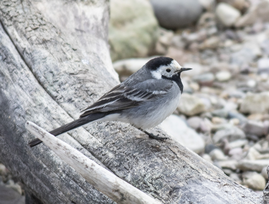 White Wagtail