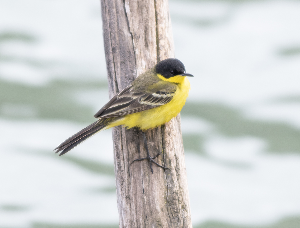 Western Yellow Wagtail