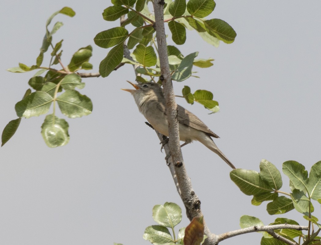 Eastern Olivaceous Warbler