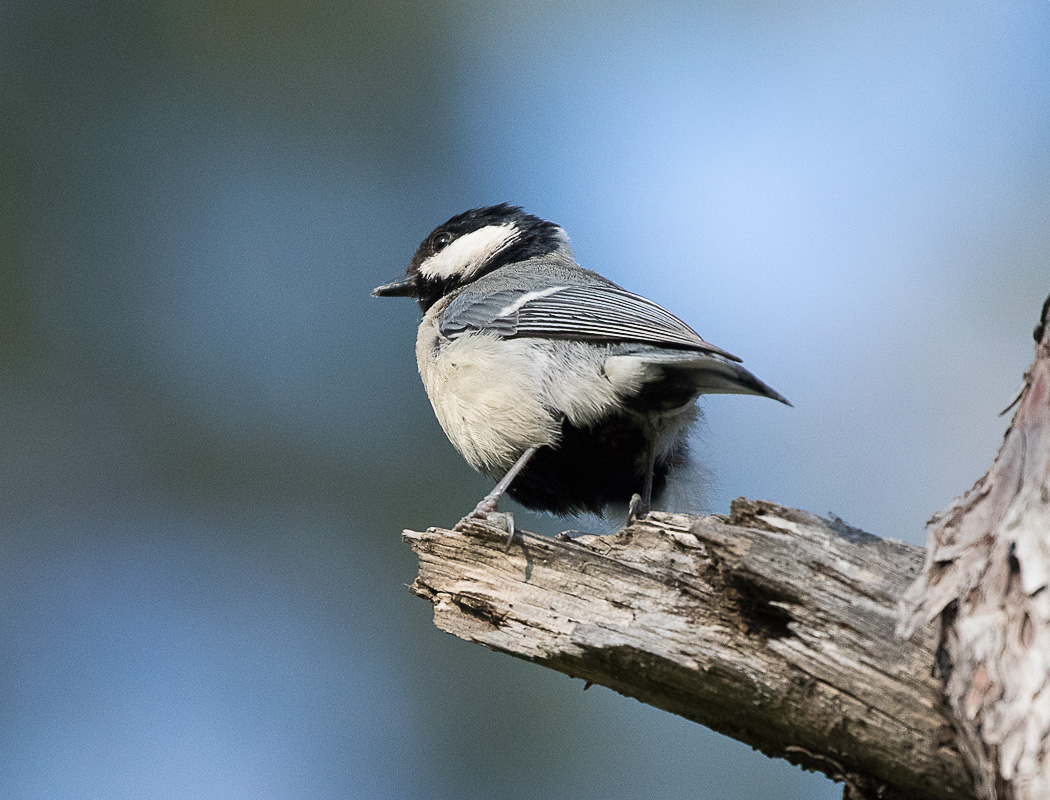 Coal Tit