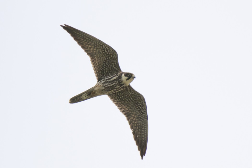 Eurasian Hobby