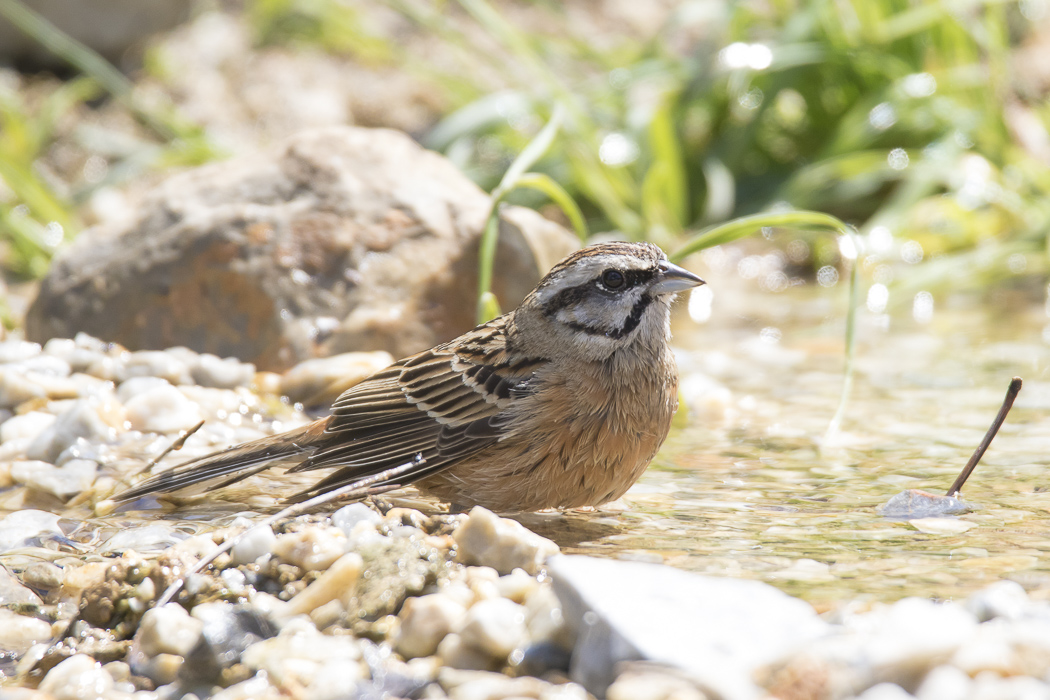 Rock Bunting