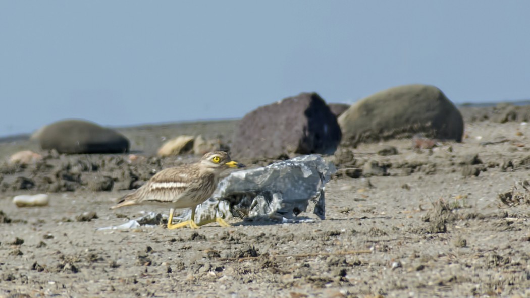 Eurasian Stone-curlew