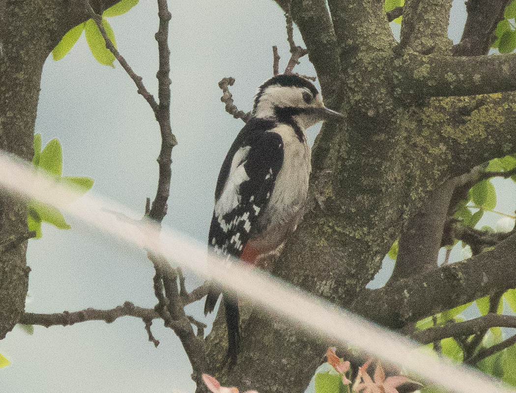 Syrian Woodpecker