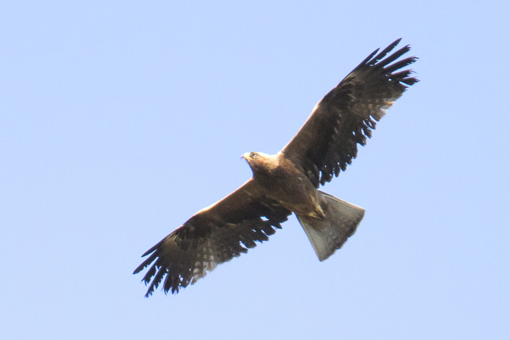 Booted Eagle