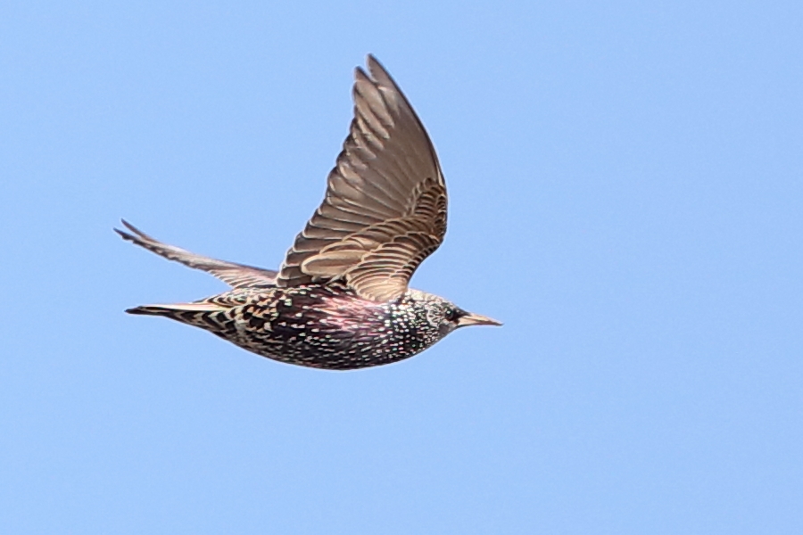 Common Starling