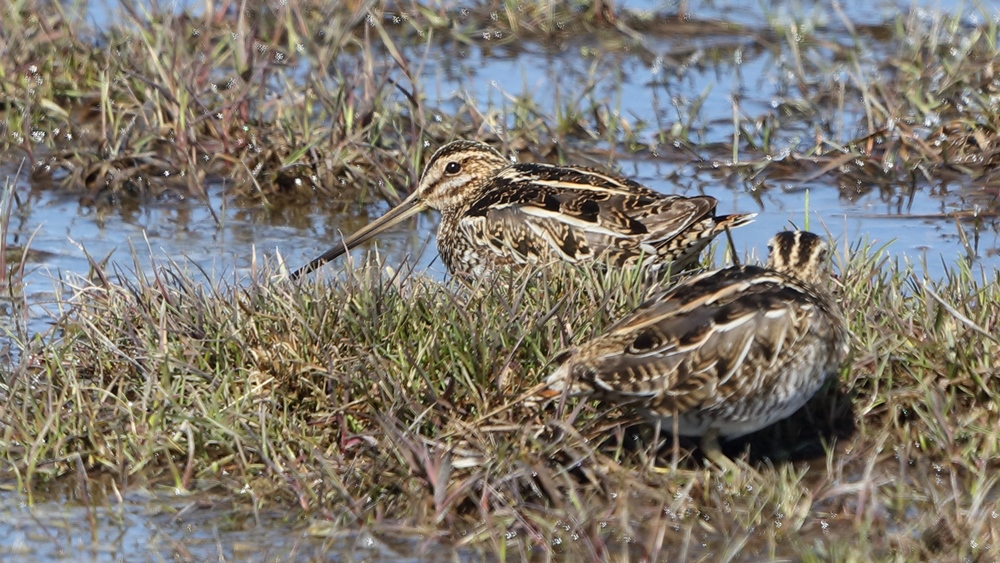 Common Snipe