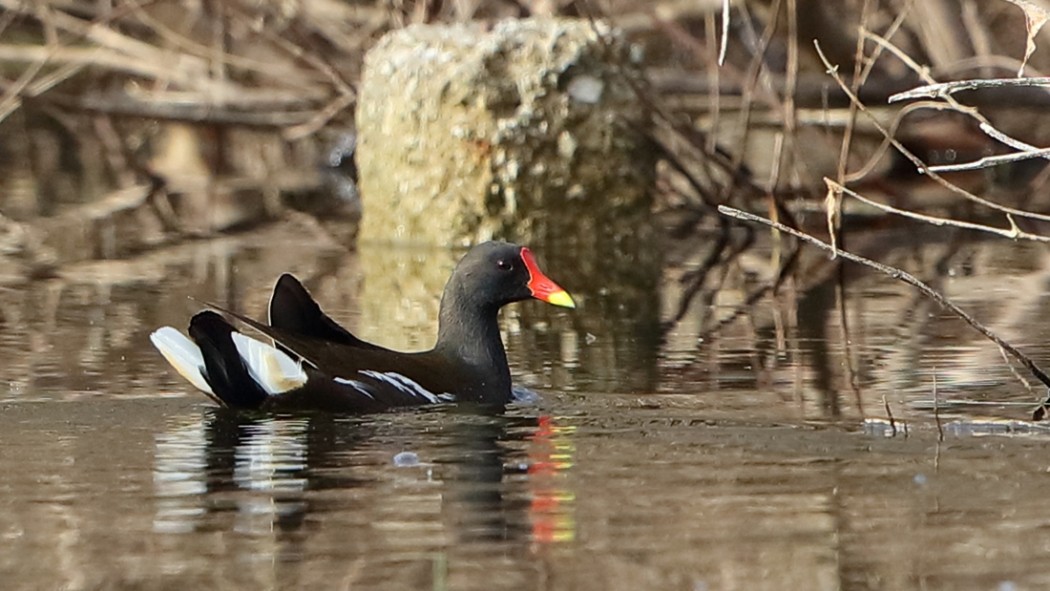 Common Moorhen
