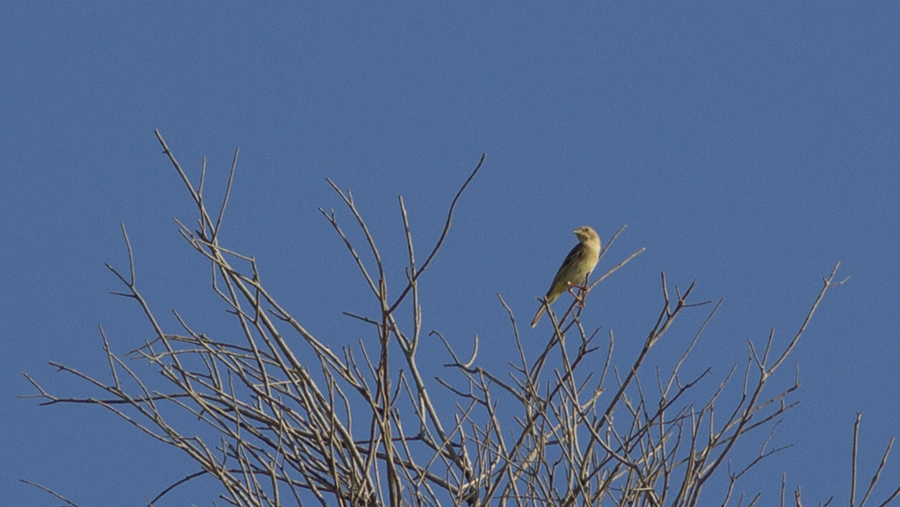 Black-headed Bunting