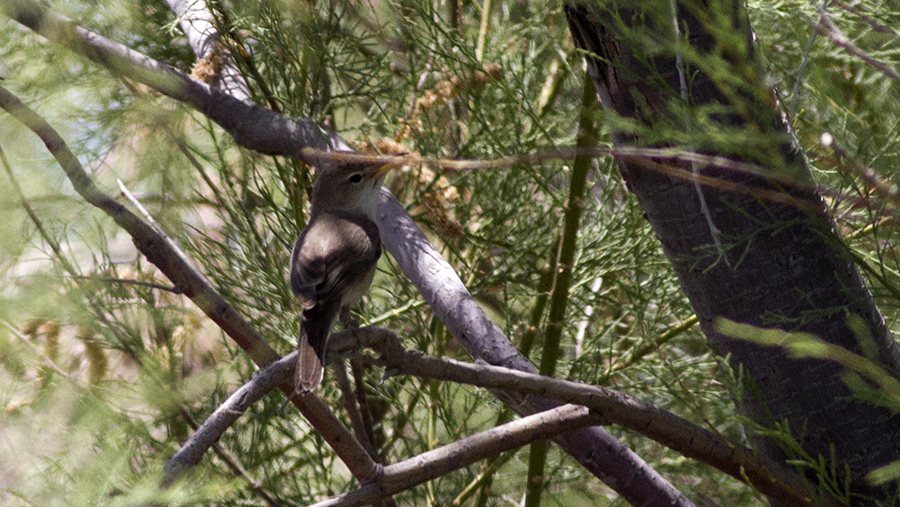 Upcher`s Warbler