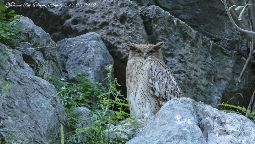 Brown Fish Owl