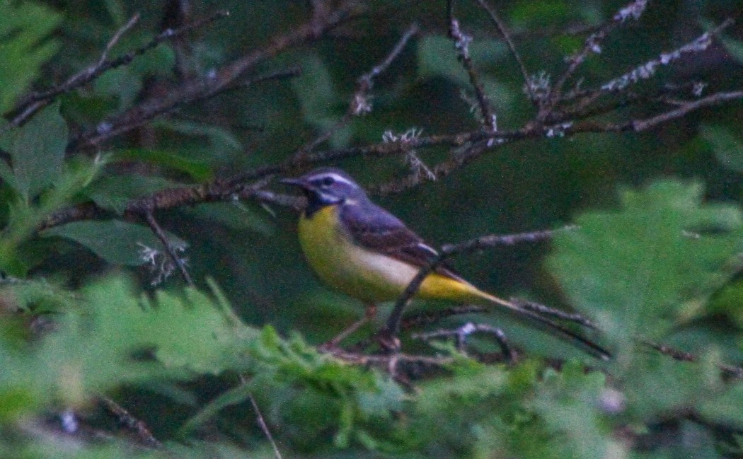 Grey Wagtail