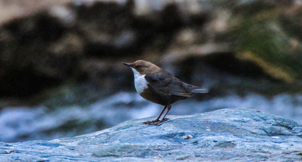 White-throated Dipper