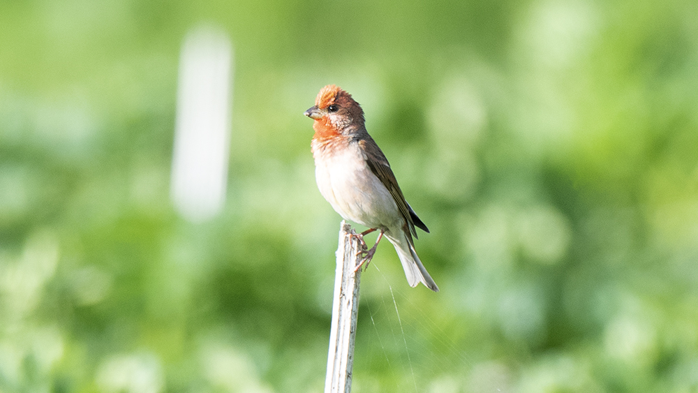 Common Rosefinch
