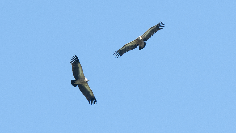 Griffon Vulture