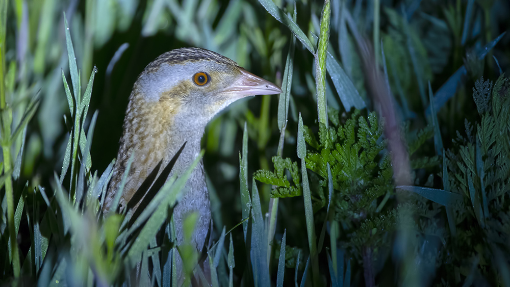 Corn Crake