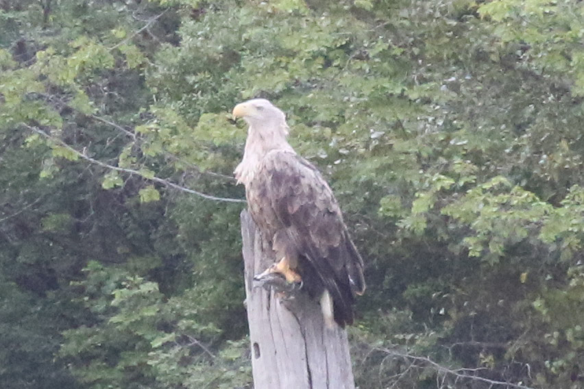 White-tailed Eagle