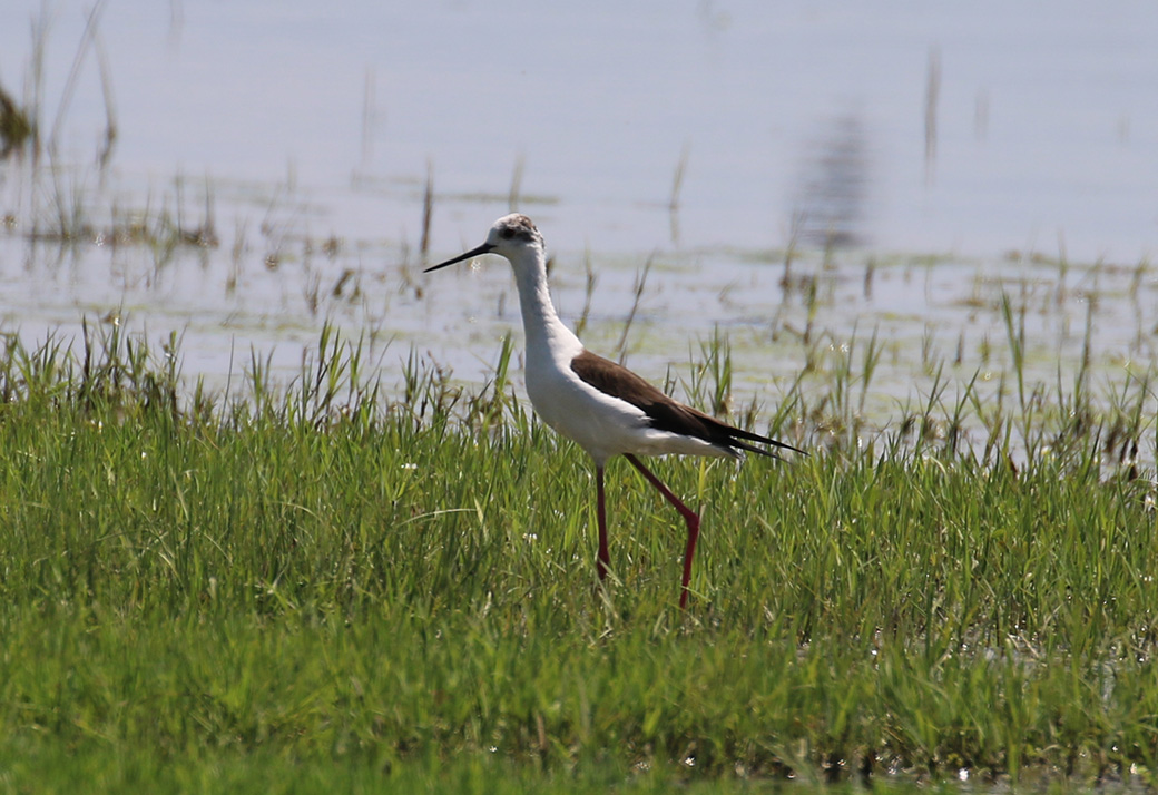 Black-winged Stilt