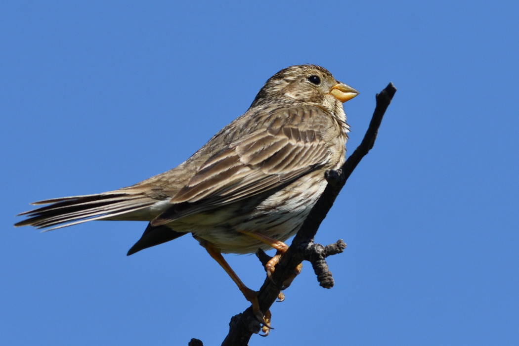 Corn Bunting