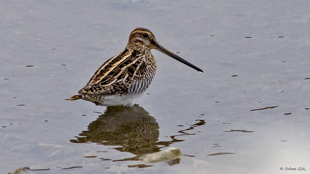 Common Snipe