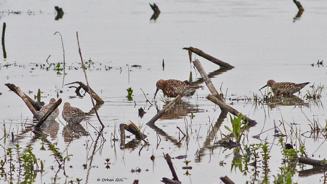 Curlew Sandpiper