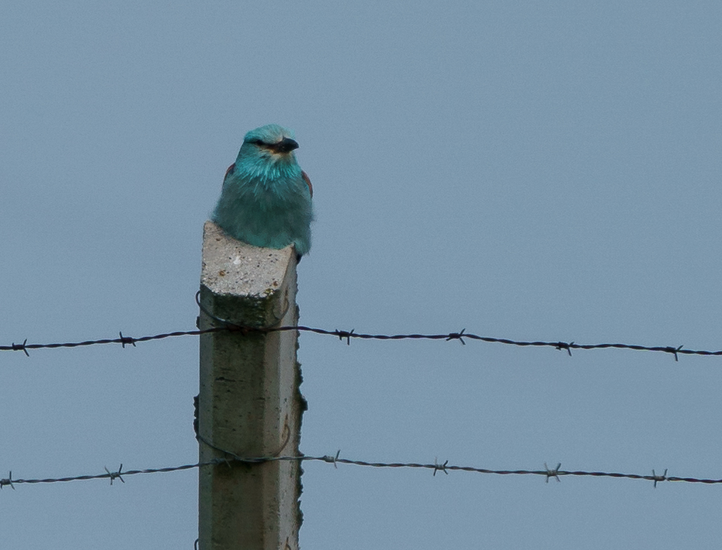 European Roller