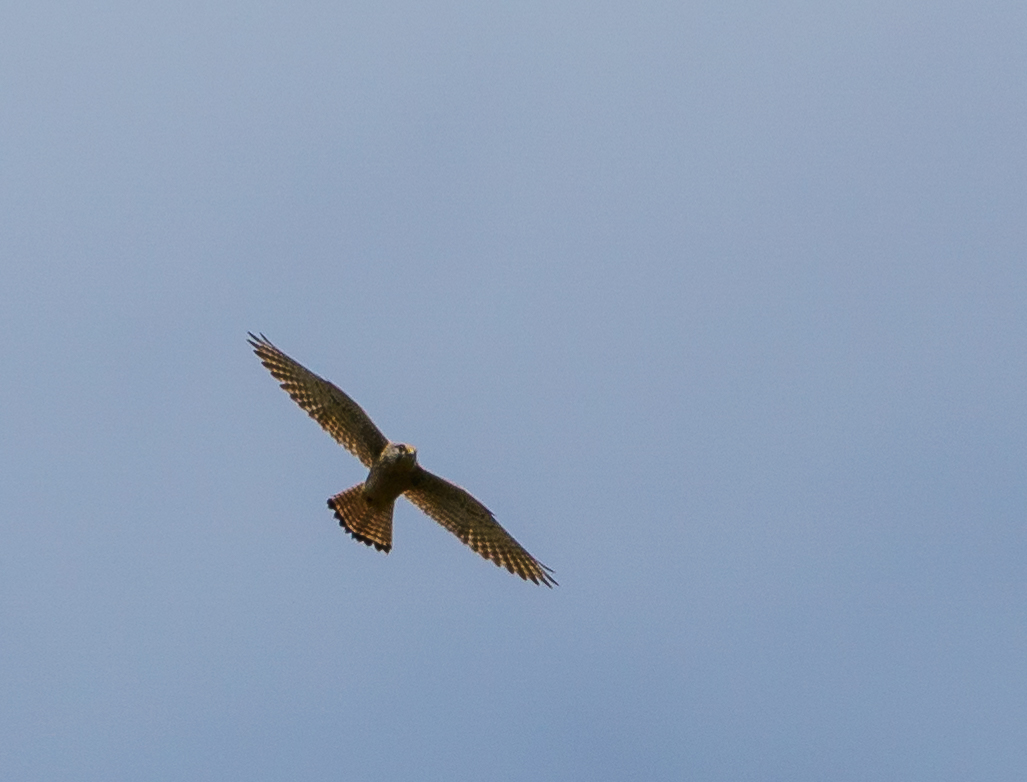 Common Kestrel