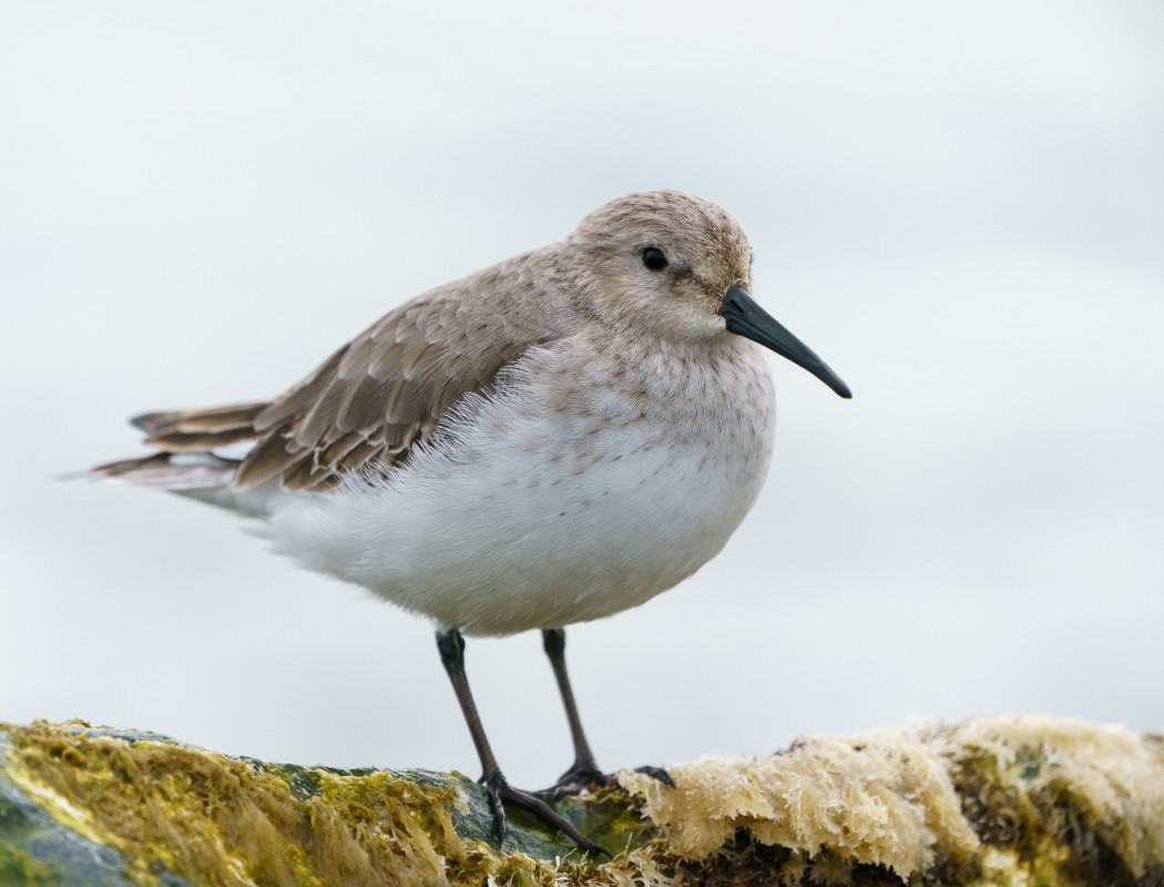 Dunlin