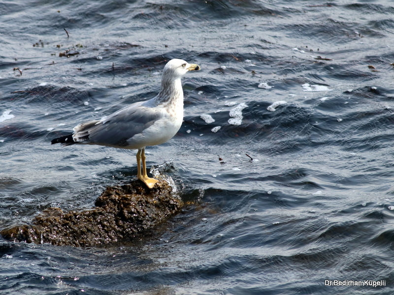 Caspian Gull