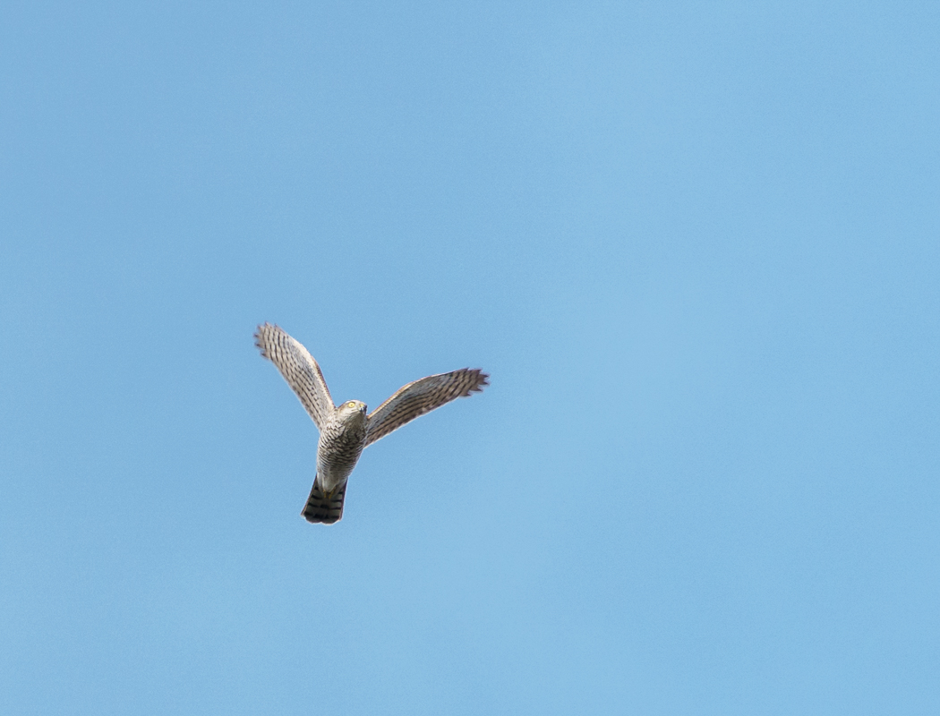 Eurasian Sparrowhawk
