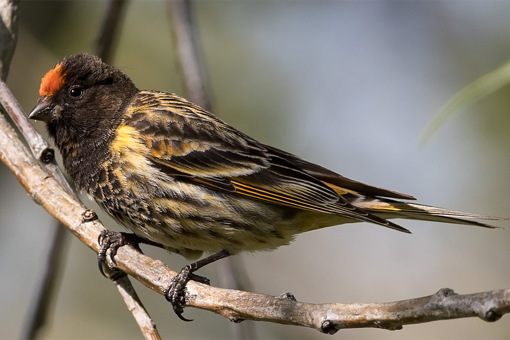 Red-fronted Serin