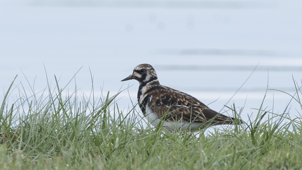 Ruddy Turnstone