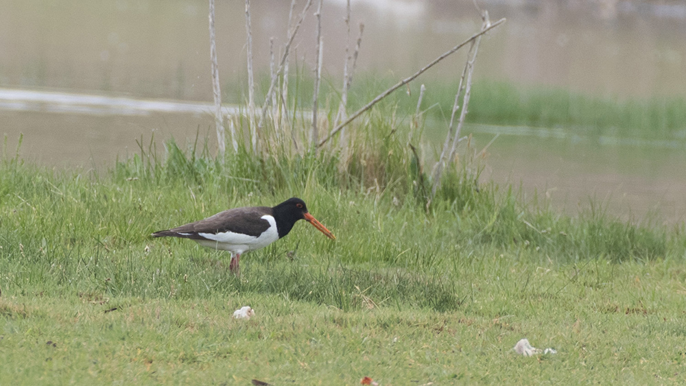 Eurasian Oystercatcher