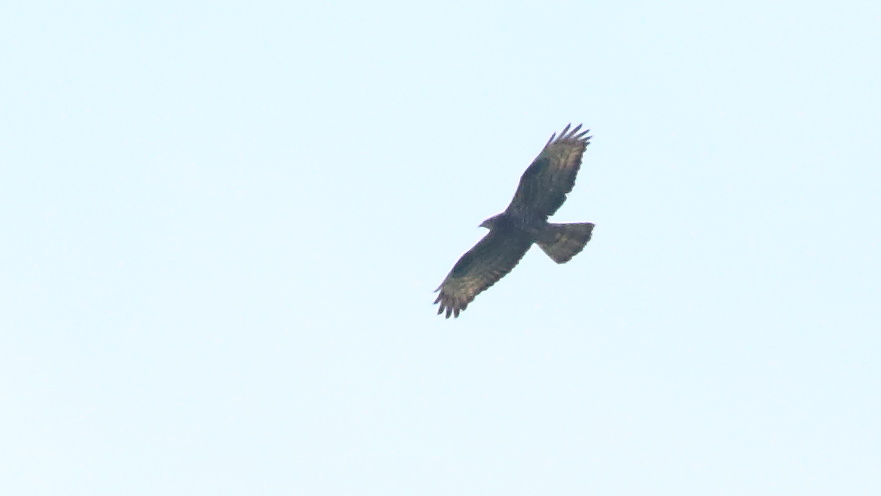 European Honey Buzzard