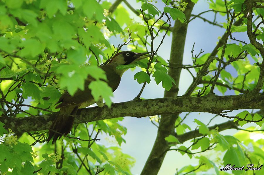 European Green Woodpecker