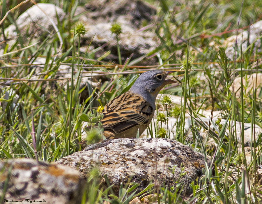 Ortolan Bunting