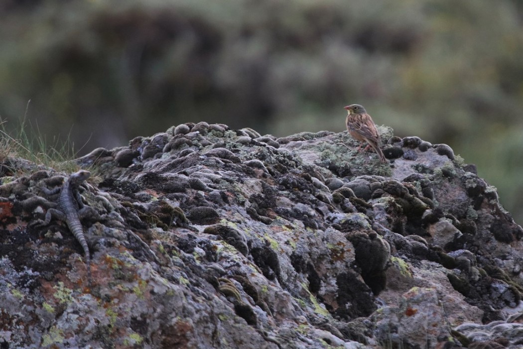 Ortolan Bunting