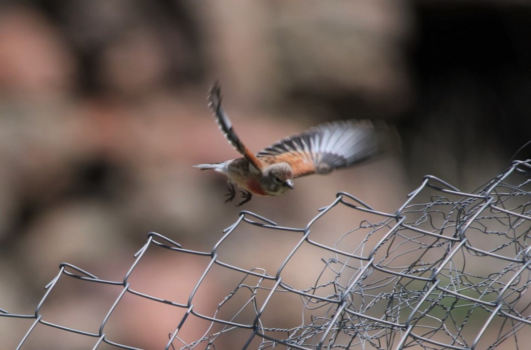 Cretzschmar`s Bunting