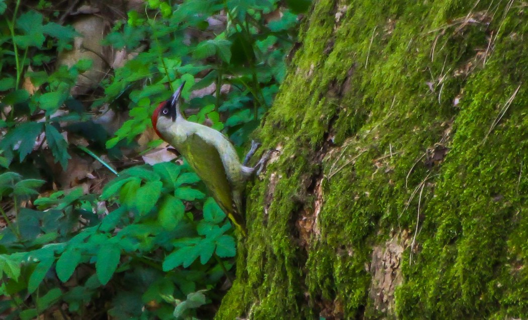 European Green Woodpecker