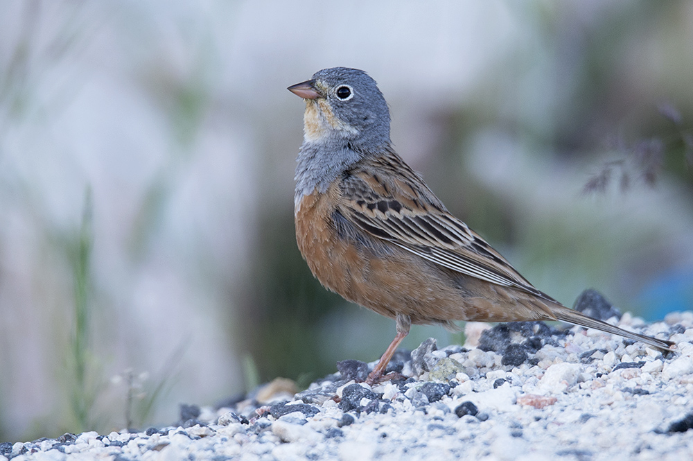 Cretzschmar`s Bunting