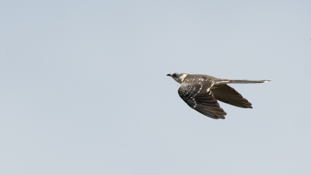 Great Spotted Cuckoo