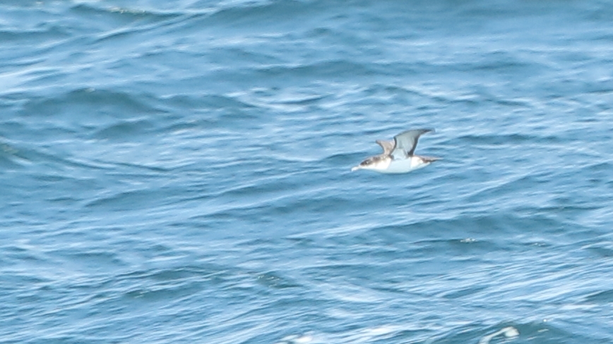 Yelkouan Shearwater
