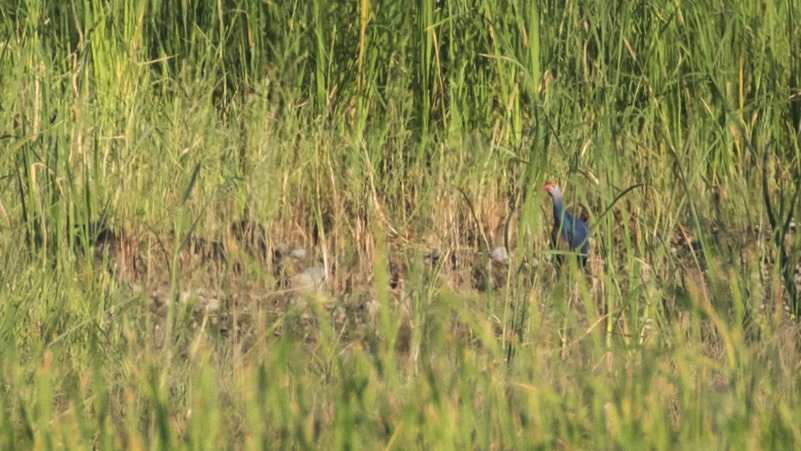 Grey-headed Swamphen