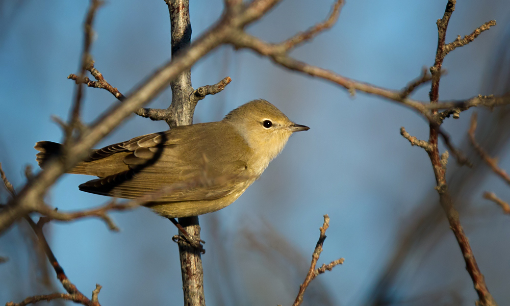 Garden Warbler