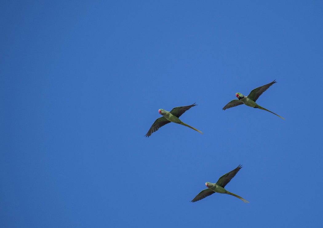 Alexandrine Parakeet