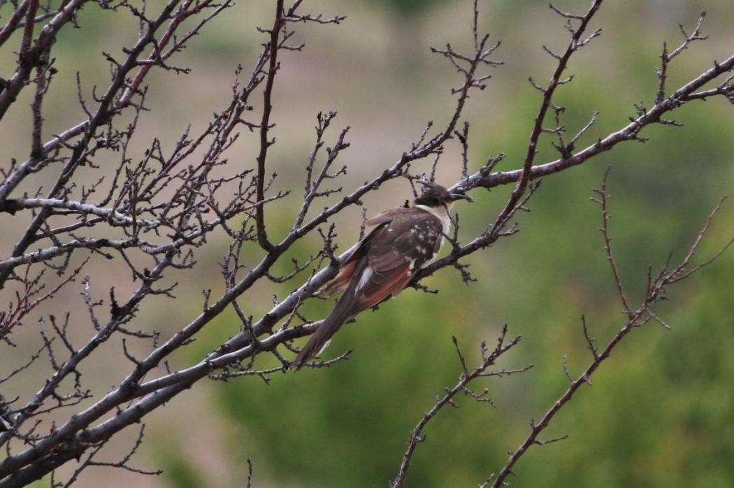Great Spotted Cuckoo