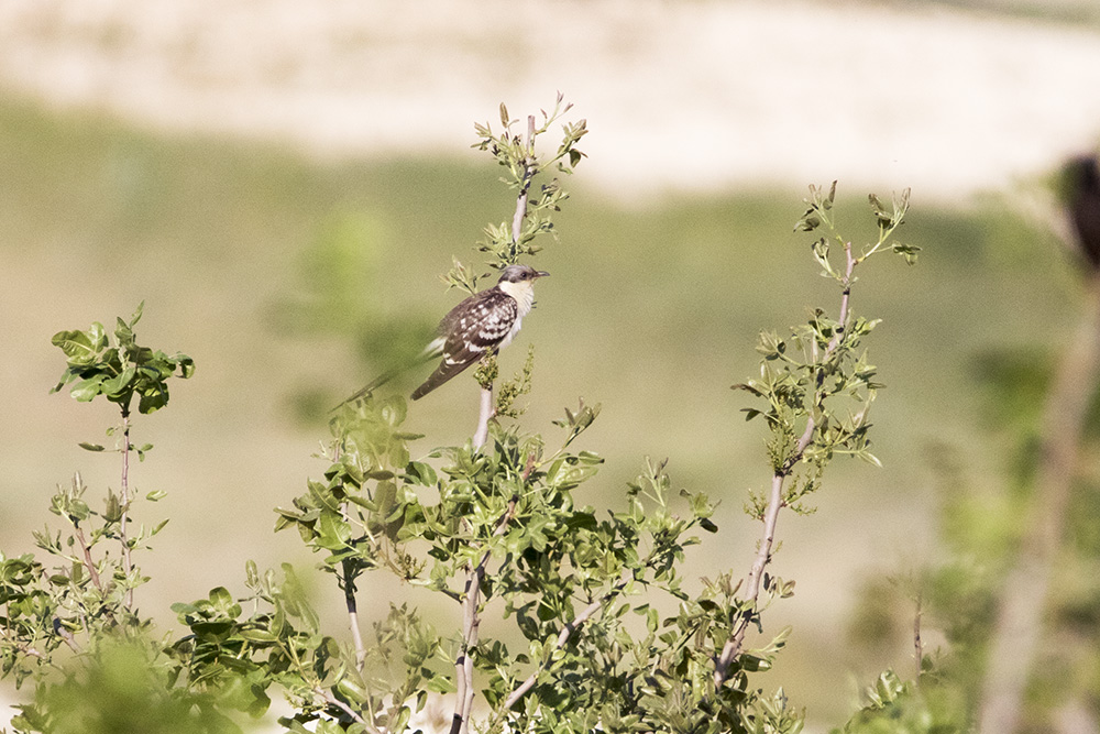 Great Spotted Cuckoo