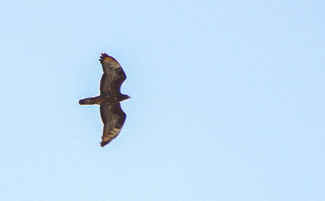 European Honey Buzzard