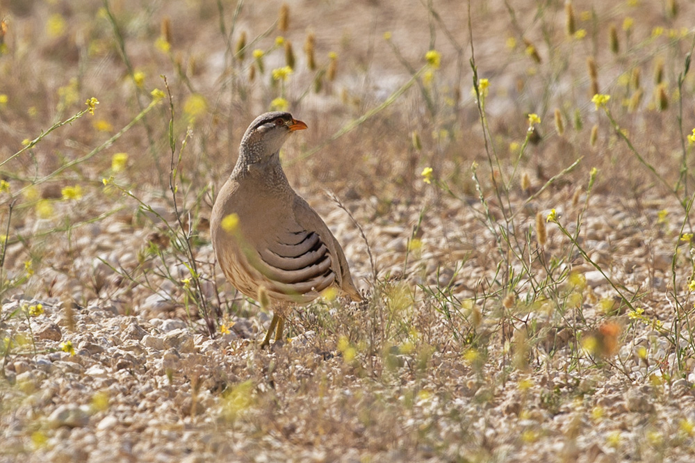 See-see Partridge